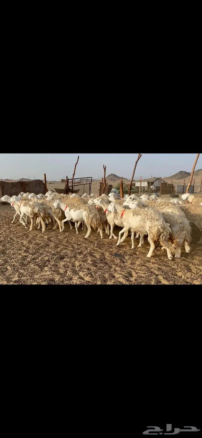 غنم حرية حرش منوة القناي 42 1