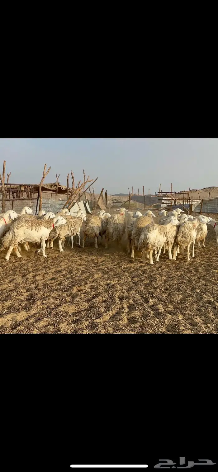 غنم حرية حرش منوة القناي 42 2