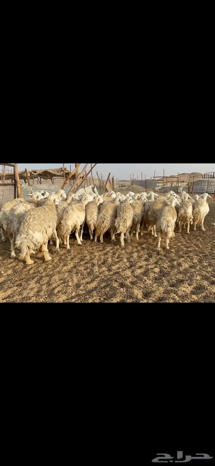 غنم حرية حرش منوة القناي 42 4