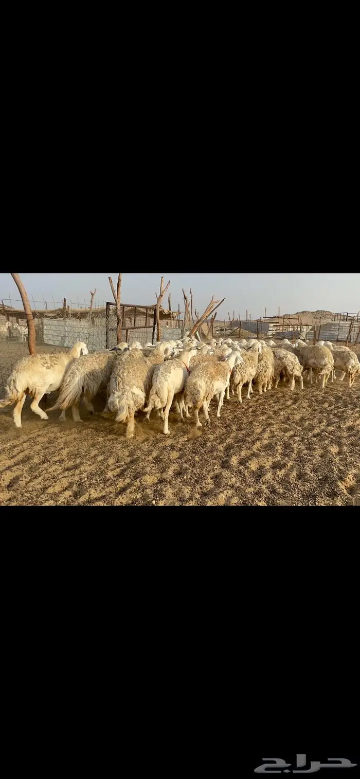 غنم حرية حرش منوة القناي 42 5