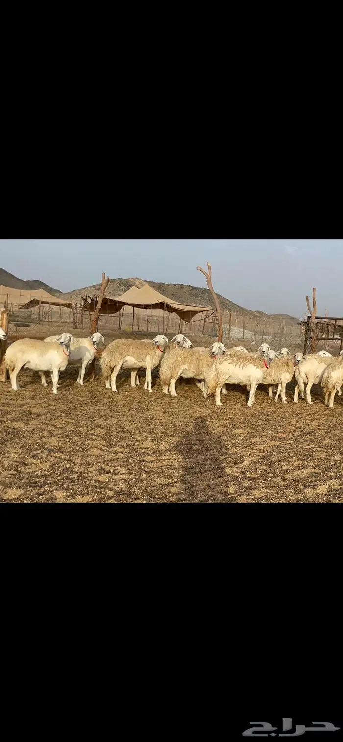 غنم حرية حرش منوة القناي 42 6