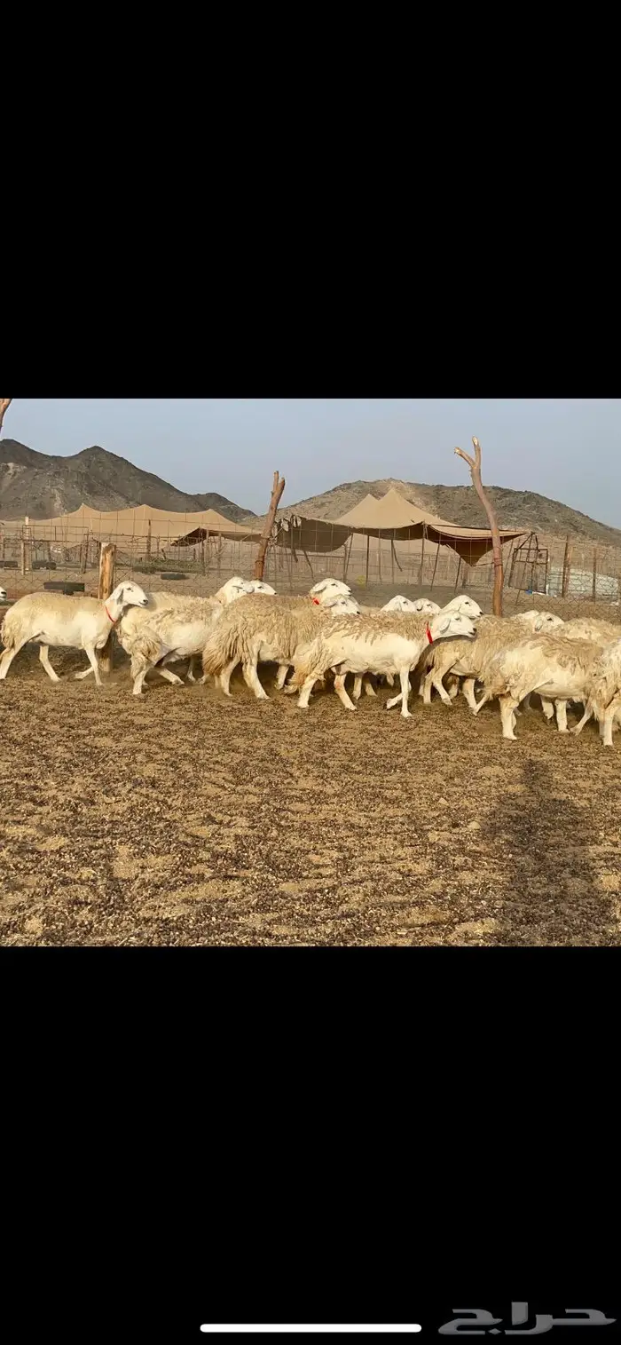 غنم حرية حرش منوة القناي 42 7