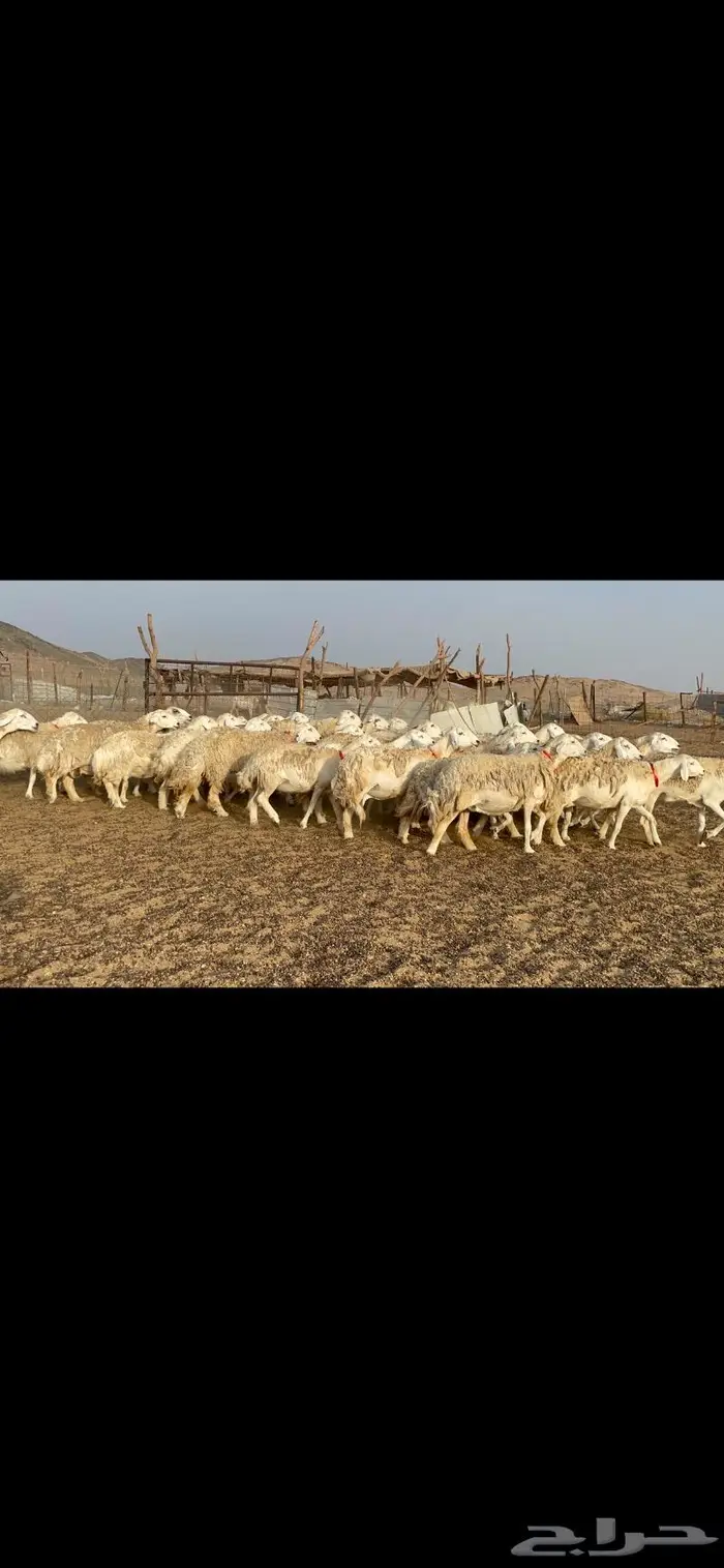غنم حرية حرش منوة القناي 42 8