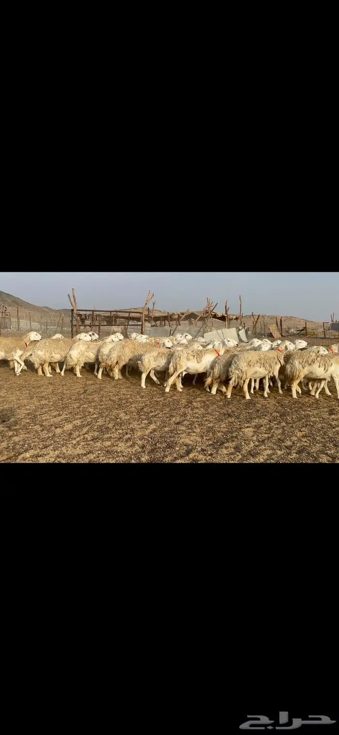غنم حرية حرش منوة القناي 42 9