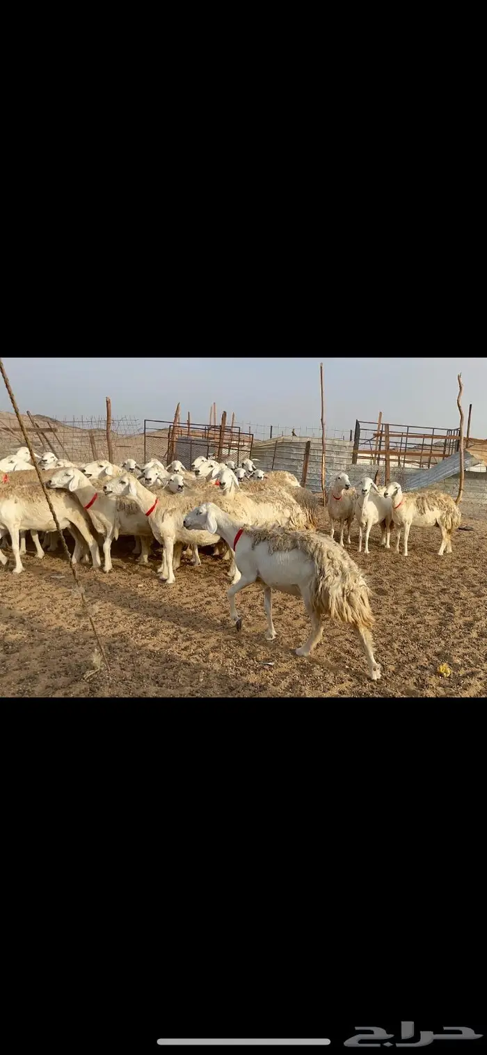 غنم حرية حرش منوة القناي 42 10