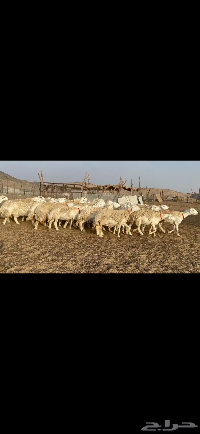غنم حرية حرش منوة القناي 42 11