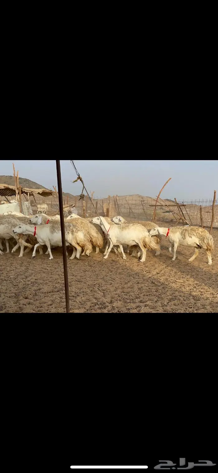 غنم حرية حرش منوة القناي 42 13