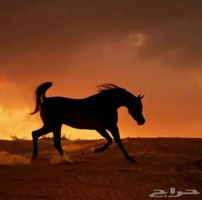ركوب خيل بالساعه 3