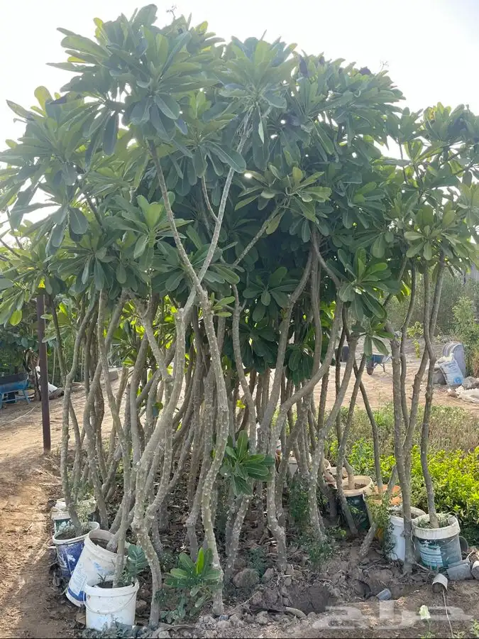 مشاتل التكامل الخضراء 0533351329 6