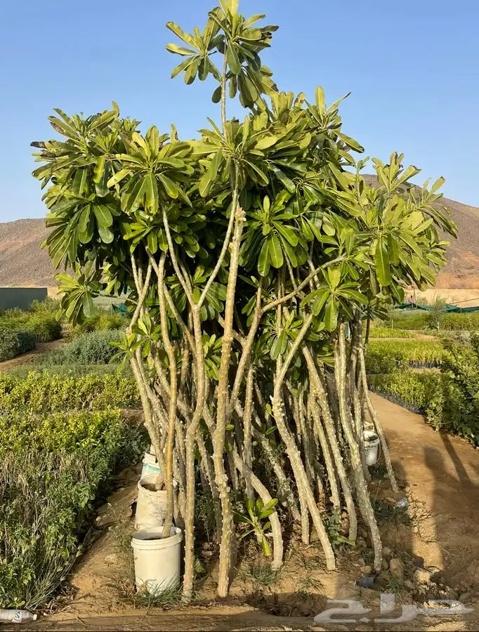 مشاتل التكامل الخضراء 0533351329 5