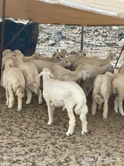 طليان ورخال وجفار 0