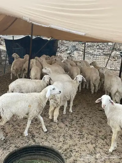 طليان ورخال وجفار 1
