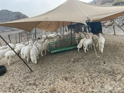 طليان ورخال وجفار 2