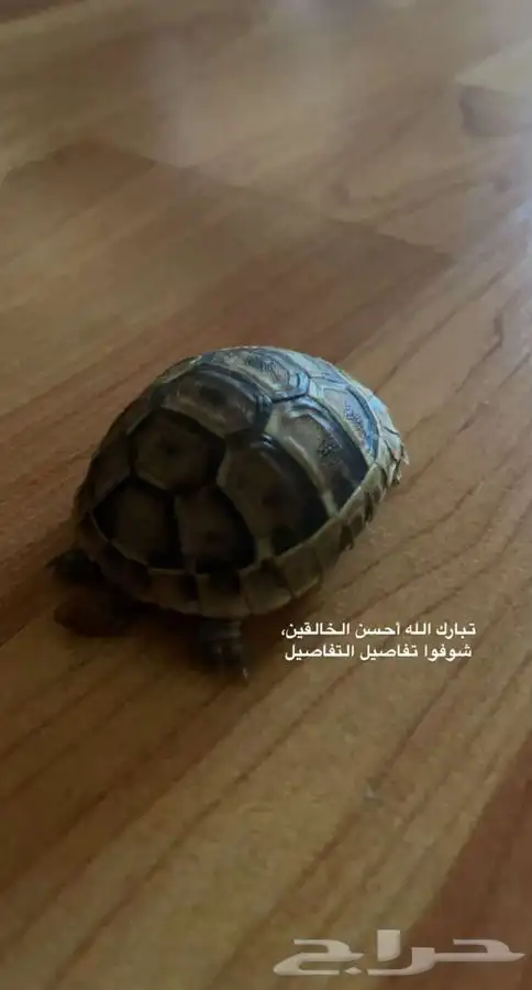 سلاحف متوفر تمارا 4