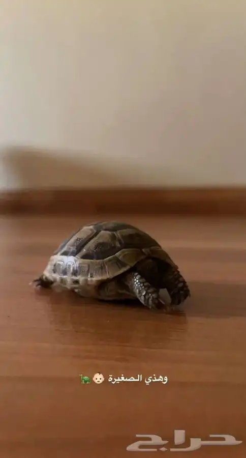 سلاحف متوفر تمارا 1