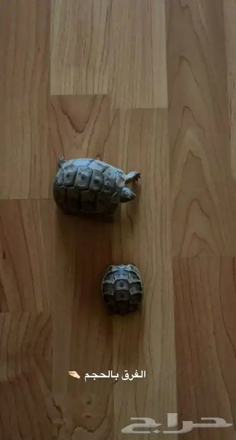 سلاحف متوفر تمارا 0