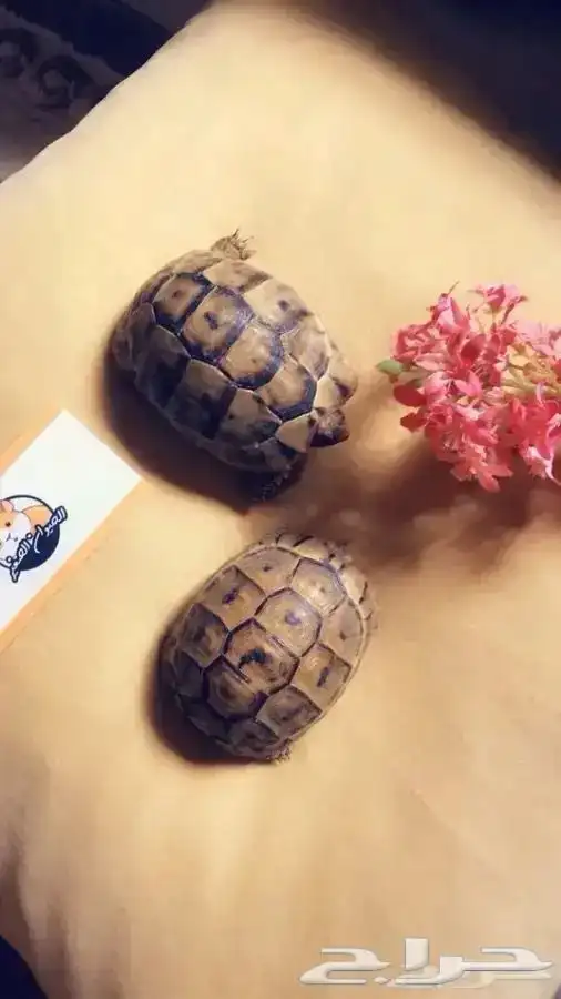 سلاحف متوفر تمارا 7