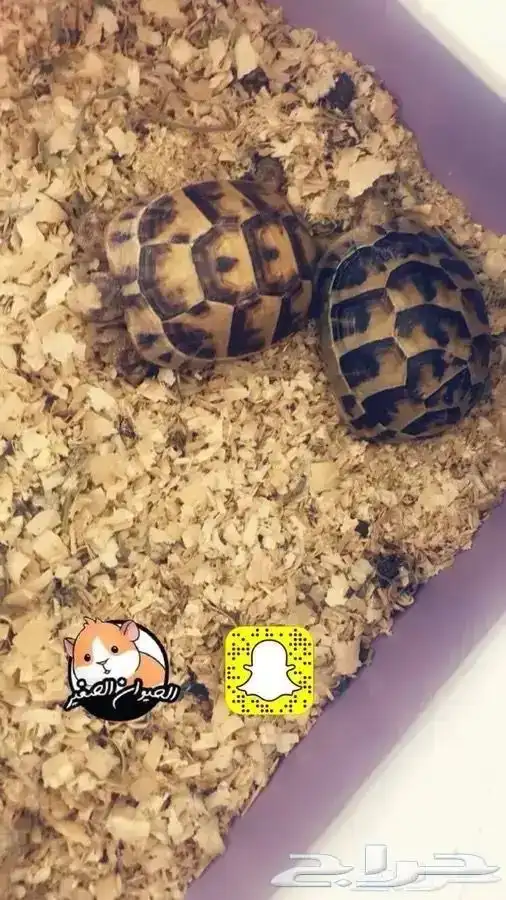 سلاحف متوفر تمارا 2
