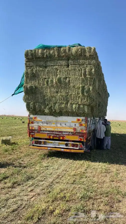 برسيم صافي فاخر 15