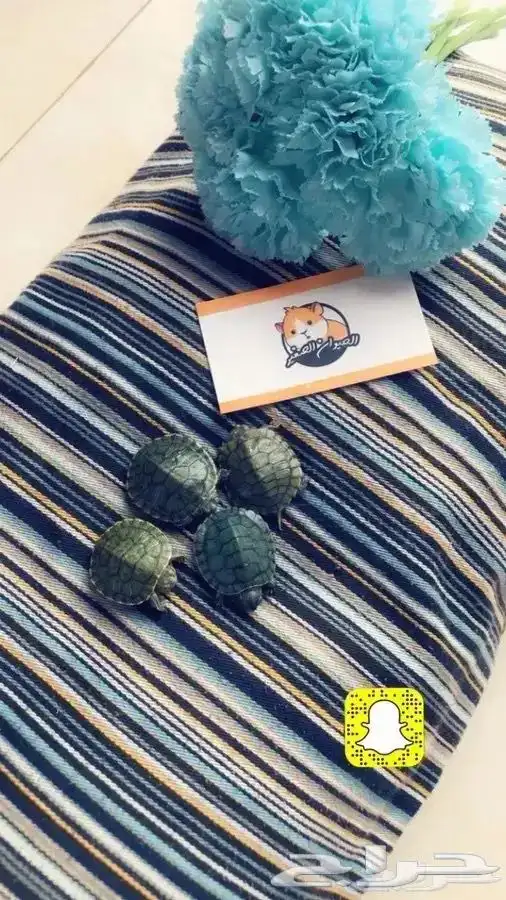 سلاحف متوفر تمارا 8