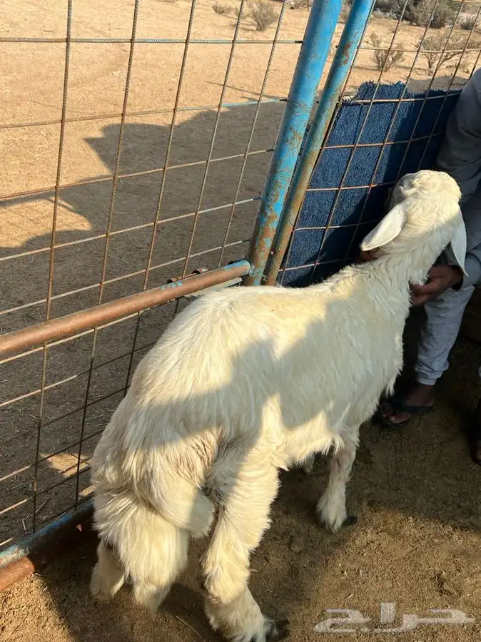 ذبائح حرية واضاحي اضحيتك لباب بيتك 7