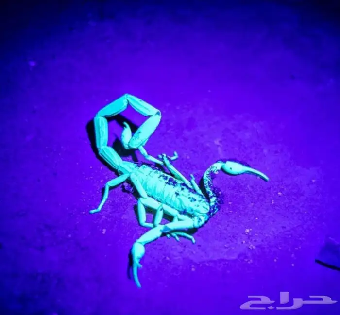 عرض تصفية - كشاف البر 650 متر 19