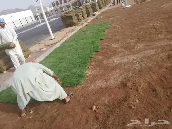 نجيله ثيل عشب طبيعي 11