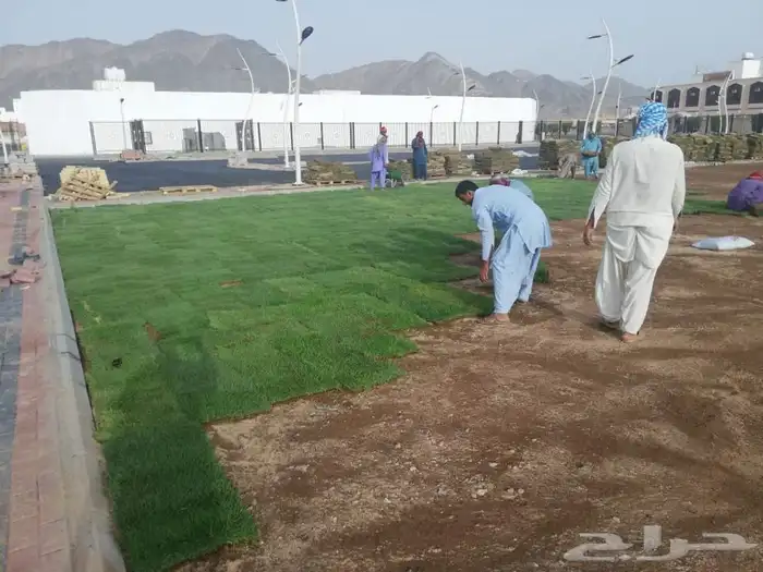 نجيله ثيل عشب طبيعي 12