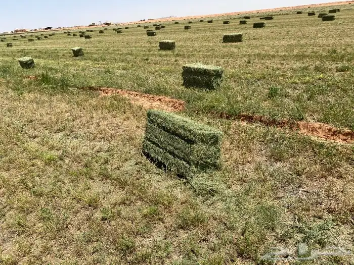 برسيم صافي فاخر 2
