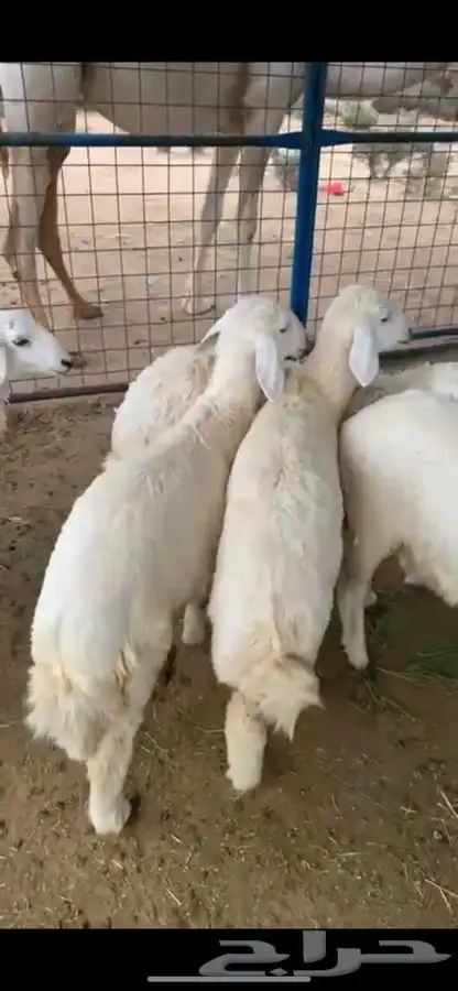 ذبائح حري طليان جبره كفو 2
