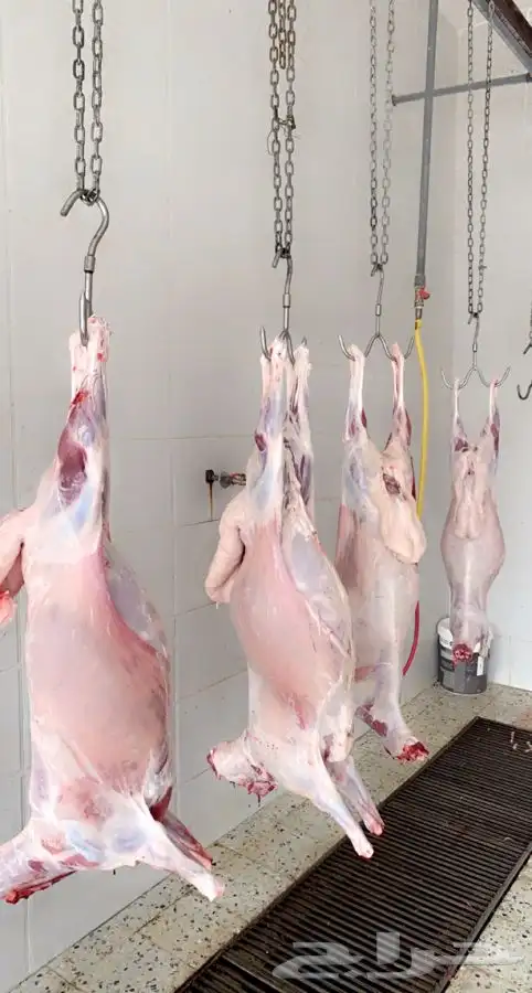 ذبائح حريه واذا حصلت لو ملاحظه بسيطه لاتدفع الحساب شالية 8