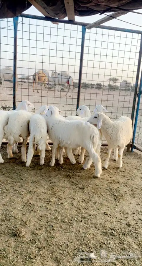 ذبائح حريه واذا حصلت لو ملاحظه بسيطه لاتدفع الحساب شالية 0