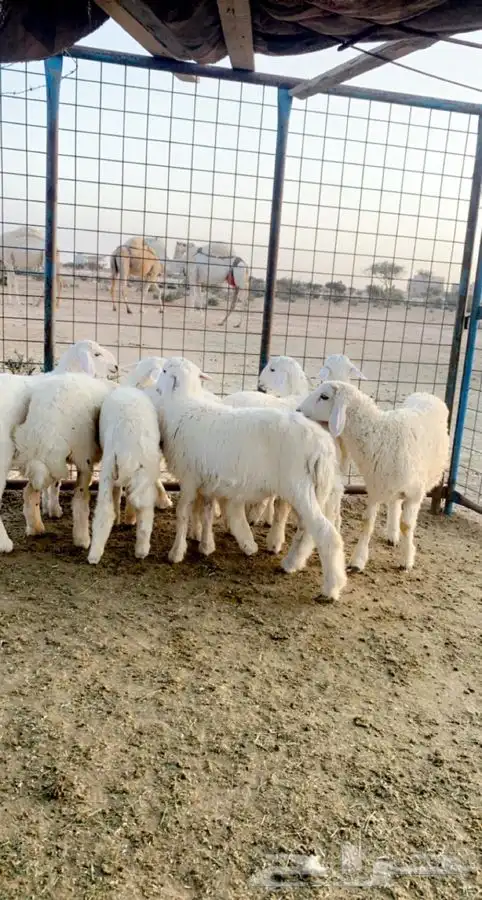 ذبايح برية طلي رخل. طليان كبيرة ثلاجة.   وطليان ضيوف ناهي 2