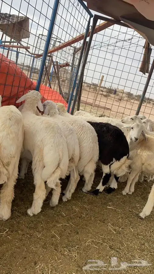 ذبايح الطائف طليان رخال اذا ماعجبتك الذبائح خذ فلوسك ضحايا 1