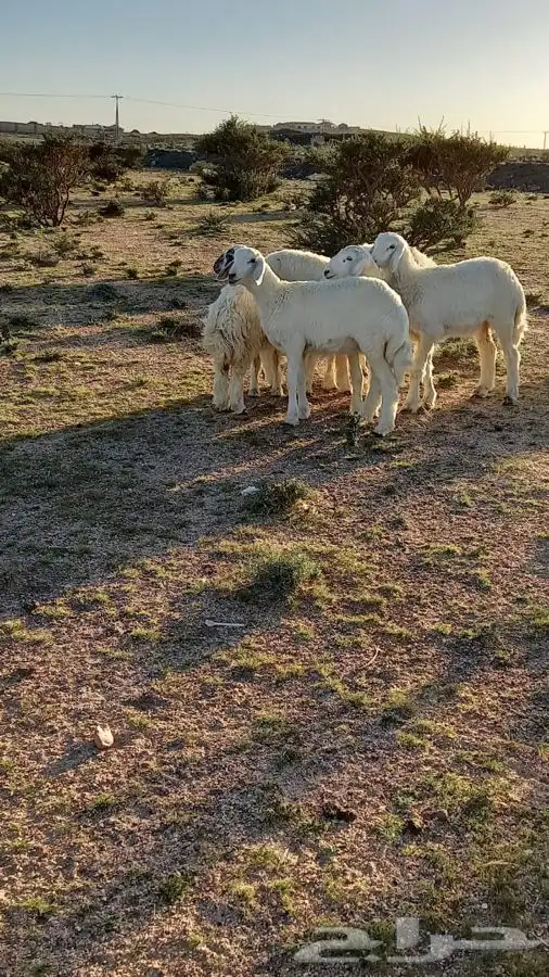 ذبائح حريه واذا حصلت لو ملاحظه بسيطه لاتدفع الحساب شالية 2
