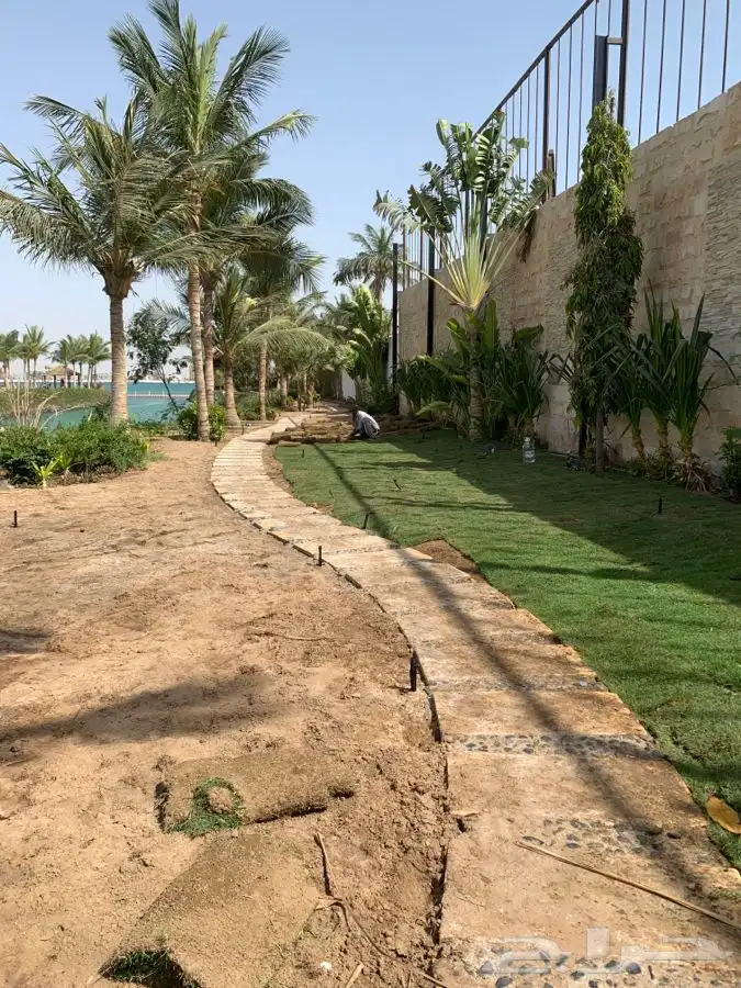 ثيل عشب طبيعي صافي 8