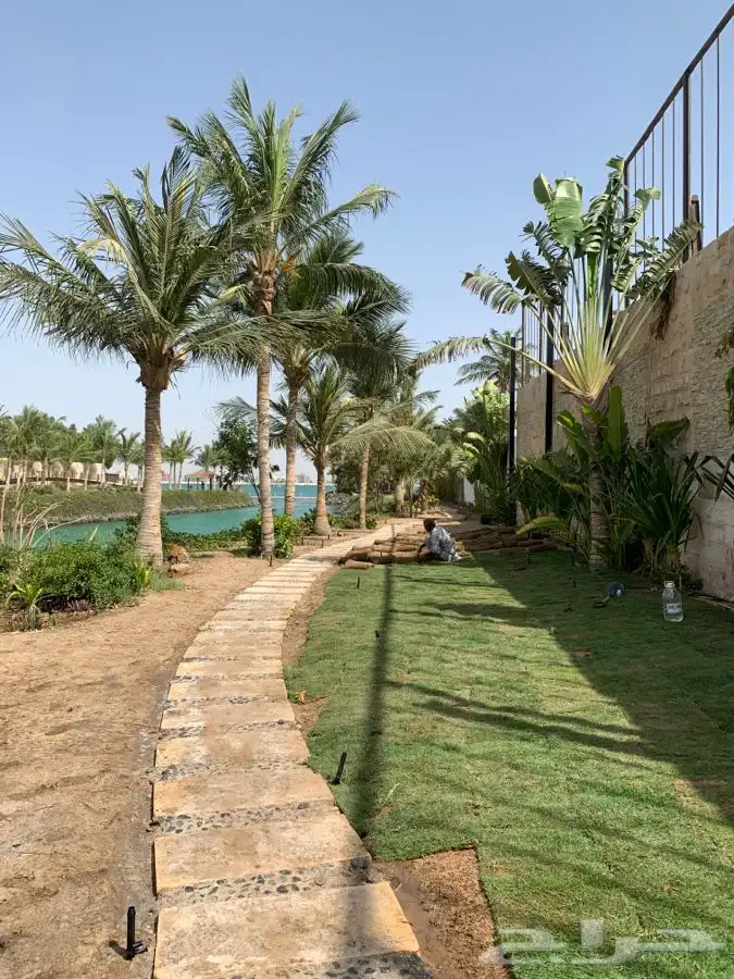 ثيل عشب طبيعي صافي 7