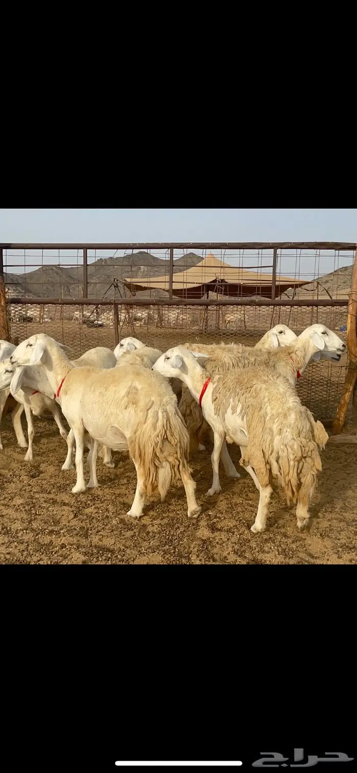 غنم حرية رخال حرش صنف 60 تحتها 1 ماشاءالله 0