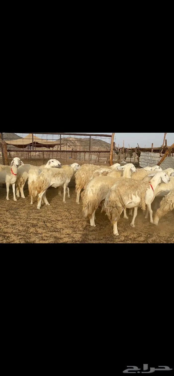 غنم حرية رخال حرش صنف 60 تحتها 1 ماشاءالله 3