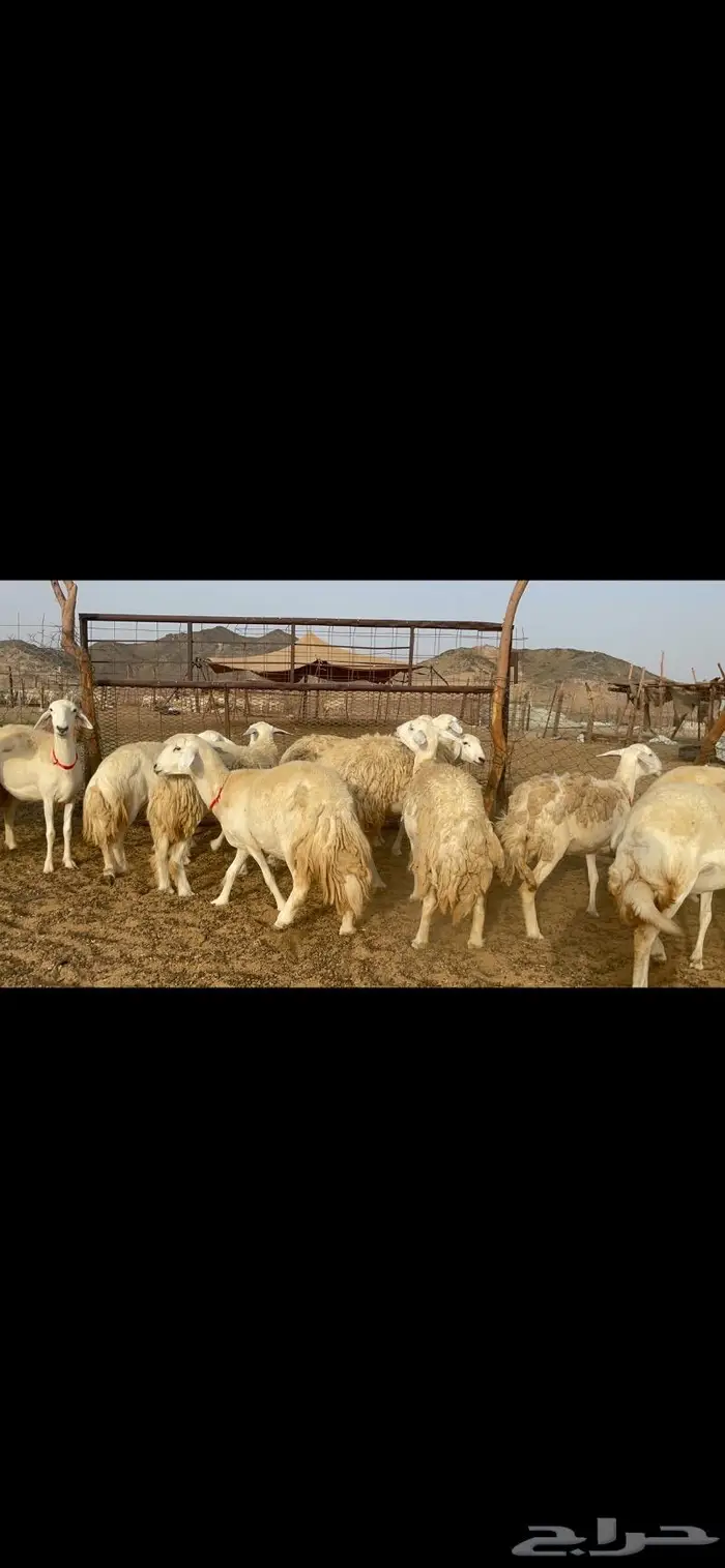 غنم حرية رخال حرش صنف 60 تحتها 1 ماشاءالله 4