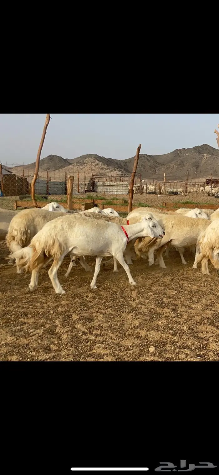 غنم حرية رخال حرش صنف 60 تحتها 1 ماشاءالله 6