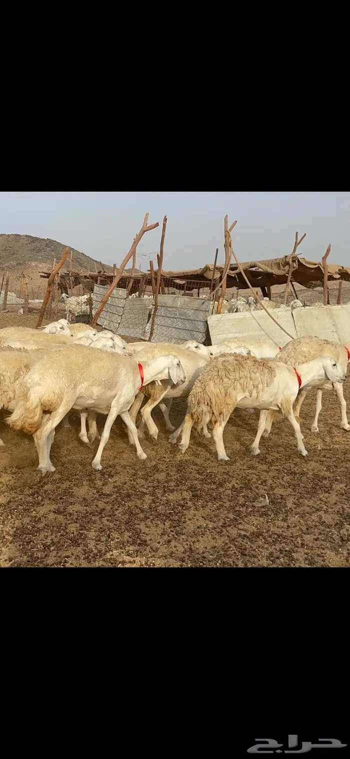 غنم حرية رخال حرش صنف 60 تحتها 1 ماشاءالله 7