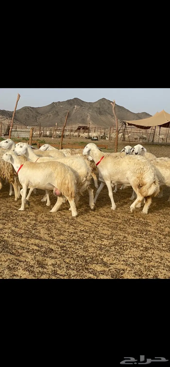 غنم حرية رخال حرش صنف 60 تحتها 1 ماشاءالله 8