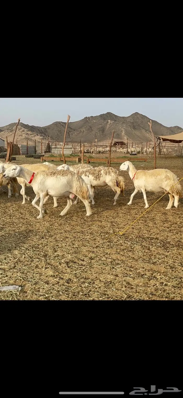 غنم حرية رخال حرش صنف 60 تحتها 1 ماشاءالله 9