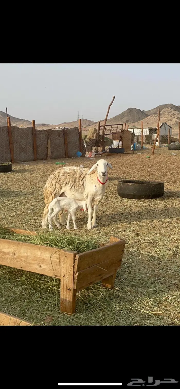 غنم حرية رخال حرش صنف 60 تحتها 1 ماشاءالله 10