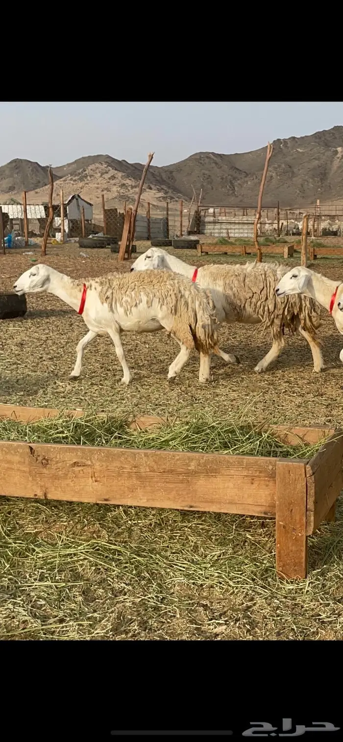 غنم حرية رخال حرش صنف 60 تحتها 1 ماشاءالله 11