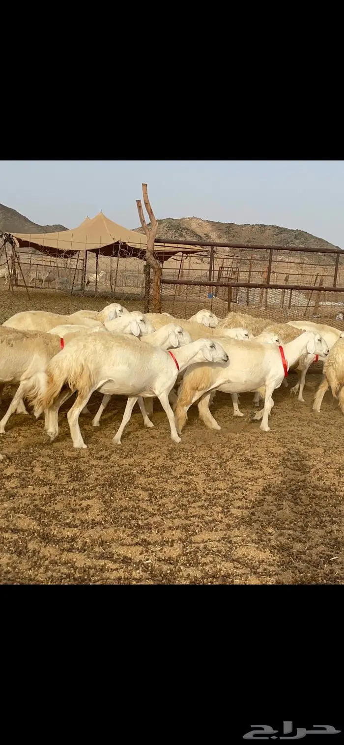 غنم حرية رخال حرش صنف 60 تحتها 1 ماشاءالله 23