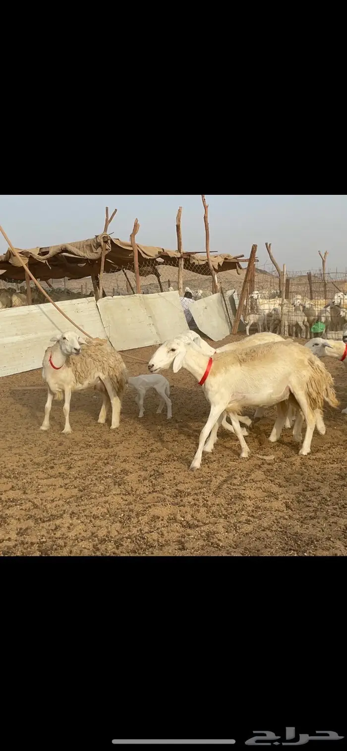 غنم حرية رخال حرش صنف 60 تحتها 1 ماشاءالله 24