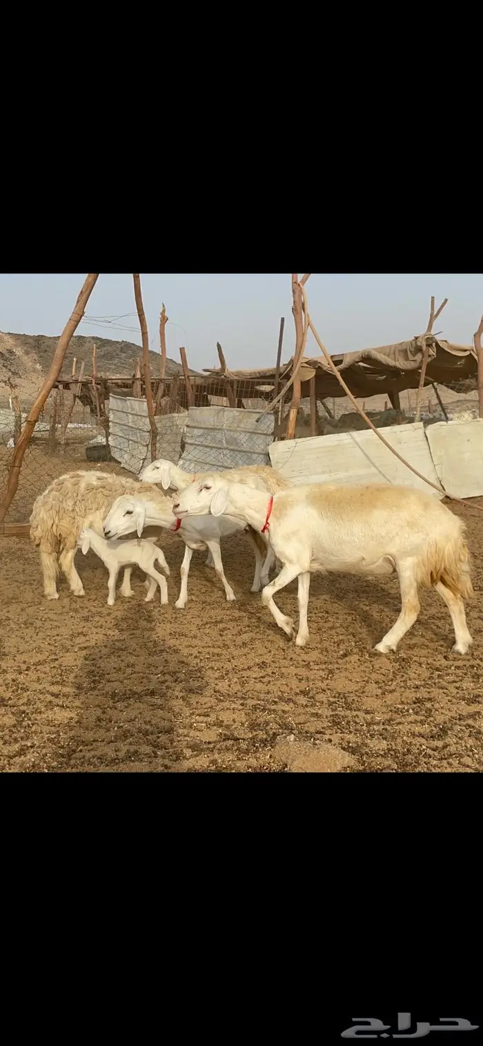 غنم حرية رخال حرش صنف 60 تحتها 1 ماشاءالله 25