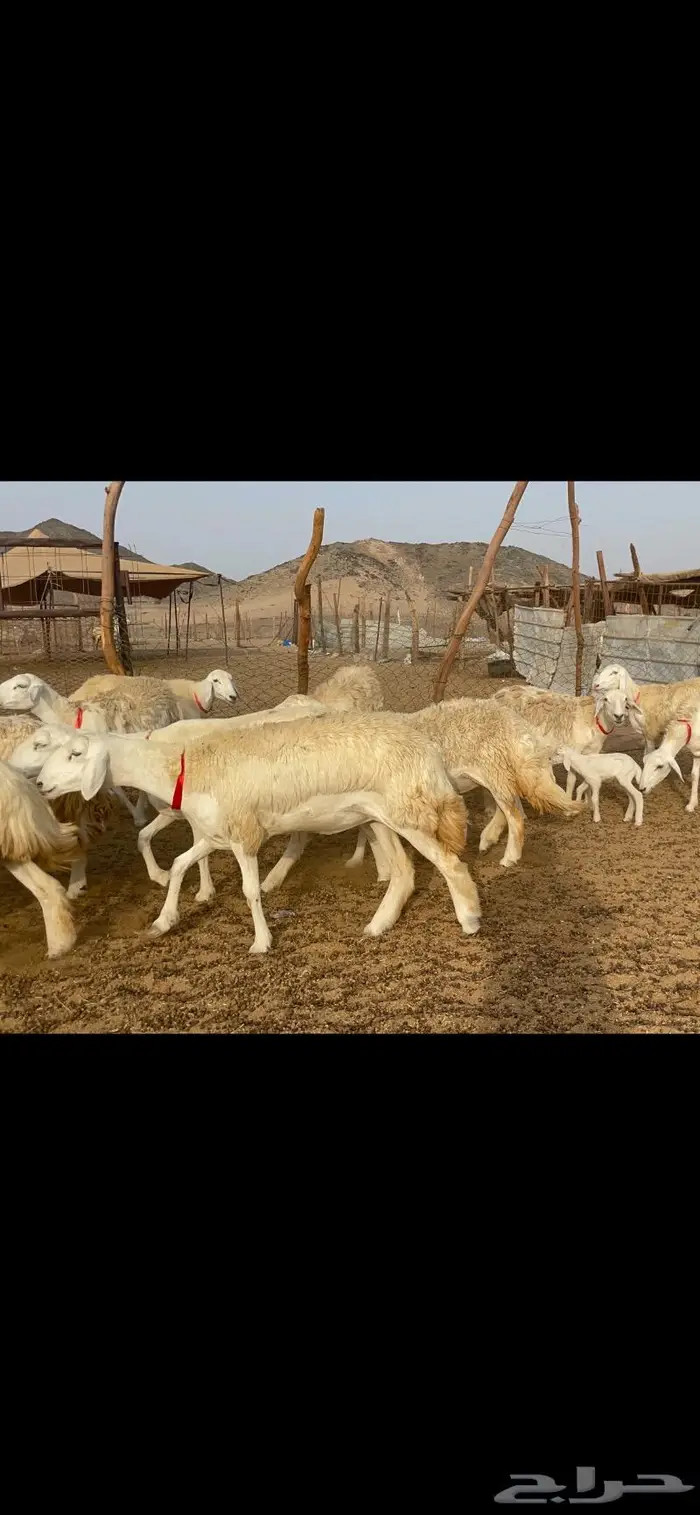 غنم حرية رخال حرش صنف 60 تحتها 1 ماشاءالله 26